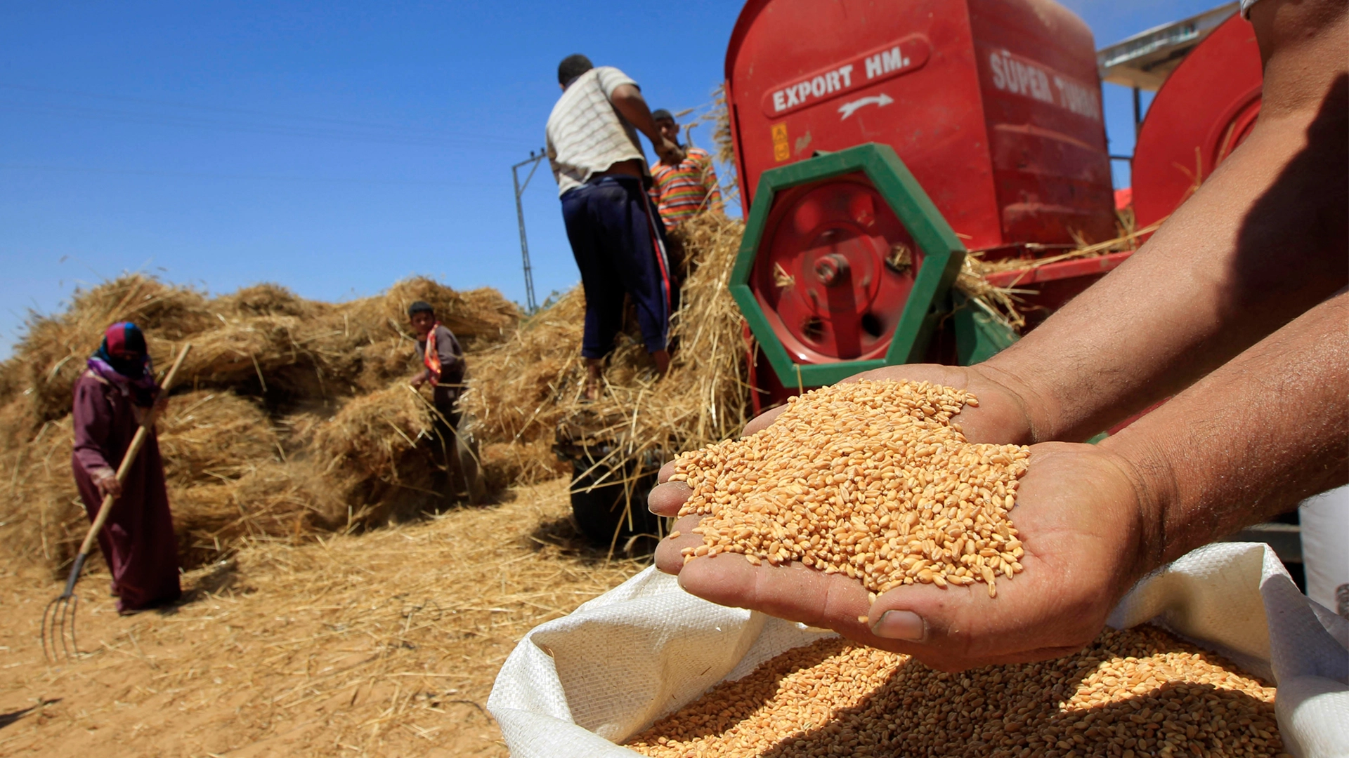 تقرير: المغرب أقل تأثرا من جيرانه من مادة القمح