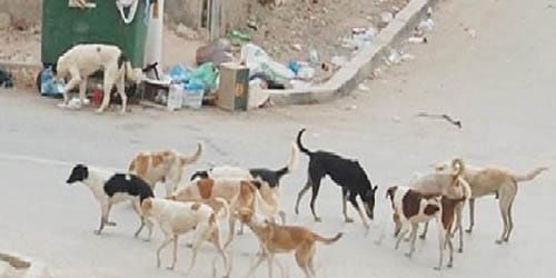طاطا: مطالب بتدخل عامل الإقليم للحد من تهديدات الكلاب الضالة